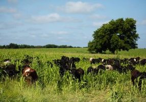 Cattle grazing on crops